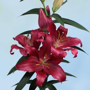 Beautiful dark red lily