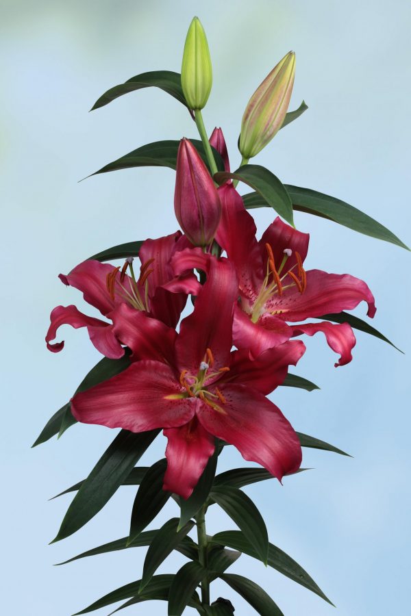 Beautiful dark red lily