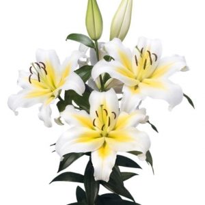 Beautiful white/yellow flowering lily