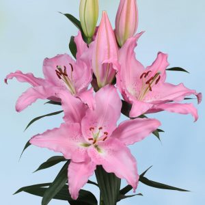 Beautiful pink lily