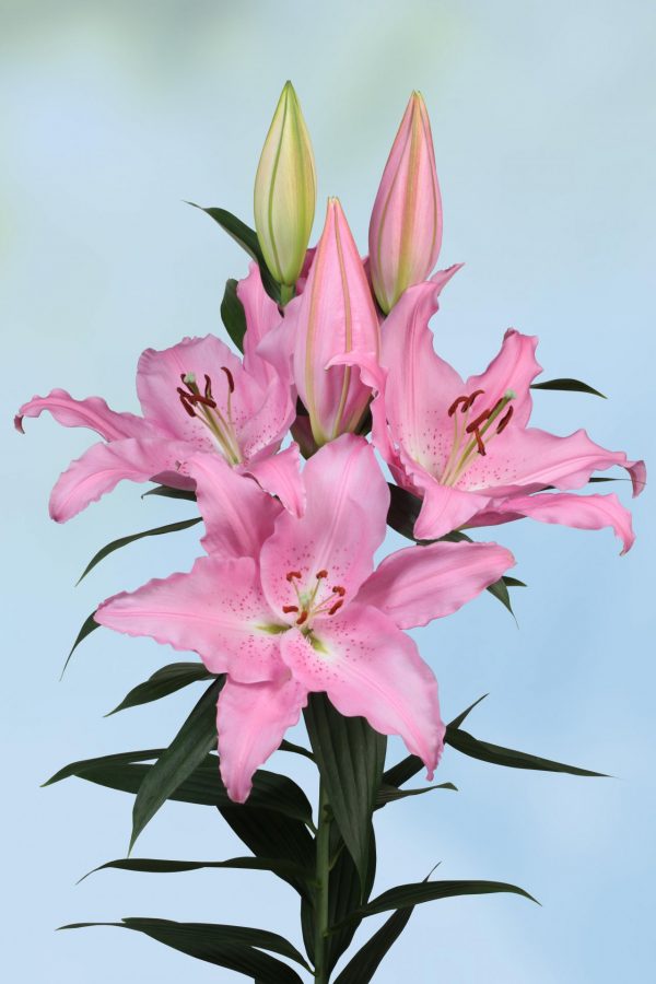 Beautiful pink lily