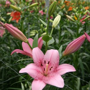 Airbrushed pink flowering lily