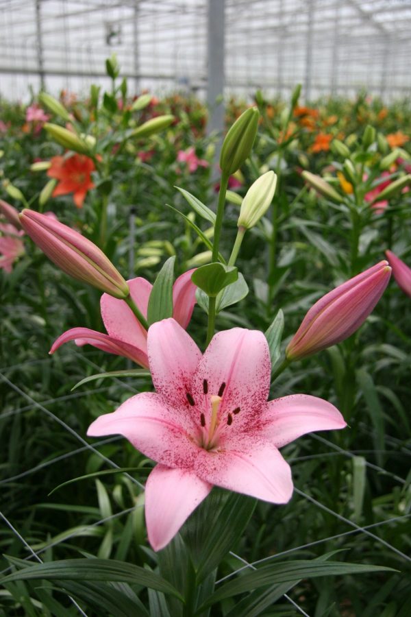 Airbrushed pink flowering lily
