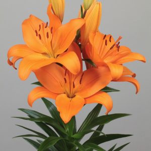Strong big orange lily