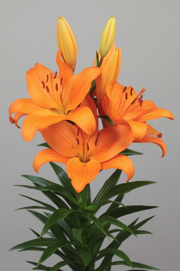 Strong big orange lily