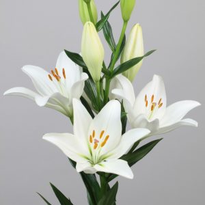 Beautiful fine white lily