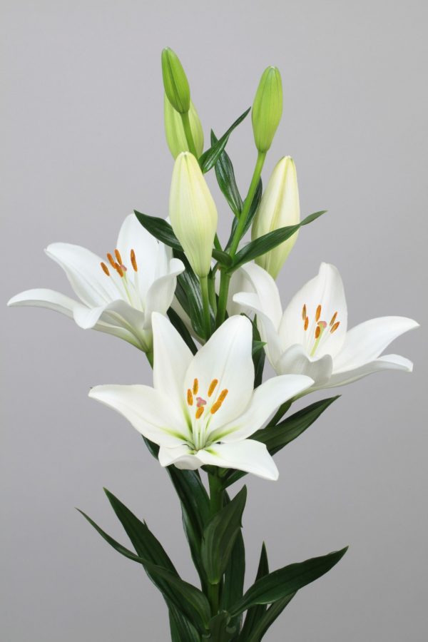 Beautiful fine white lily
