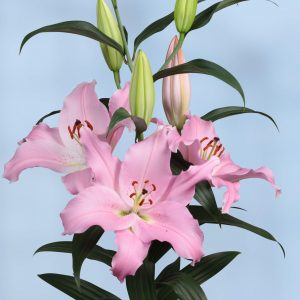 Beautiful big pink lily