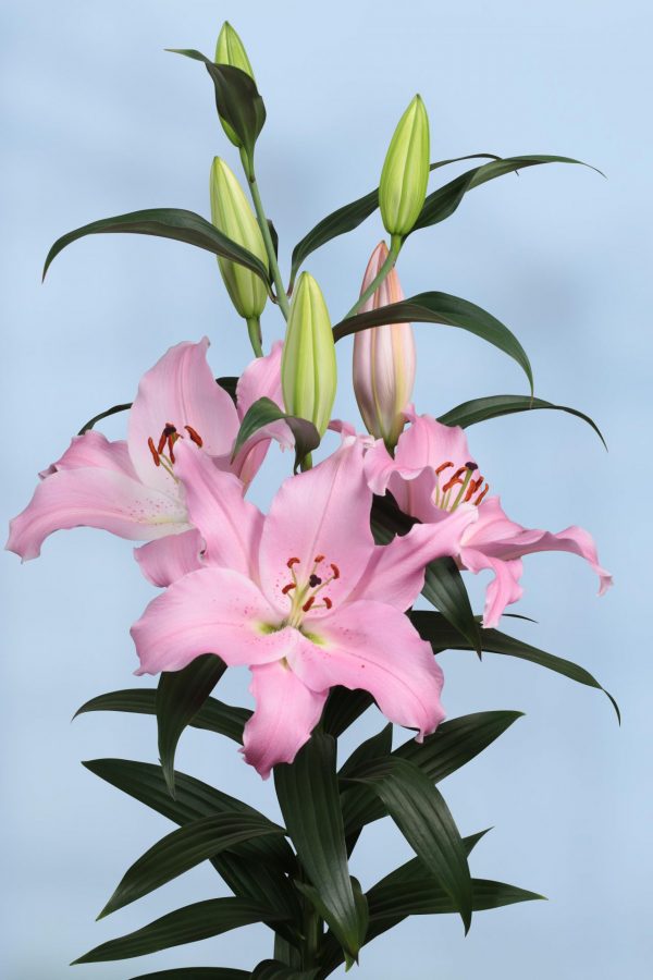 Beautiful big pink lily