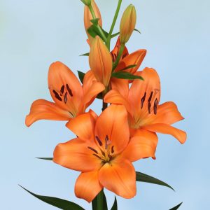 Eniac, orange flowering lily