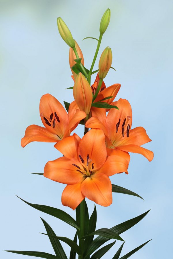 Eniac, orange flowering lily