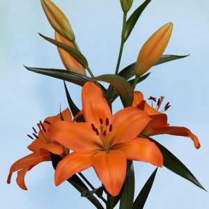 Slim orange lily