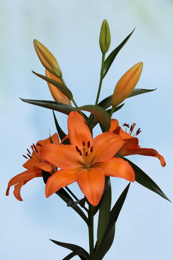 Slim orange lily