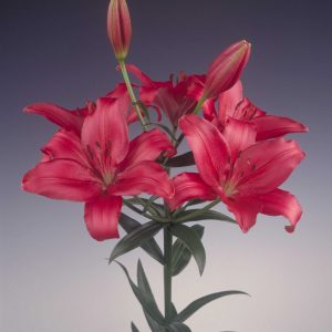 Beautiful red lily