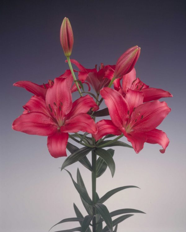 Beautiful red lily