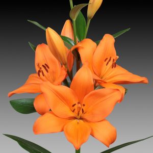 Strong orange flowering lily