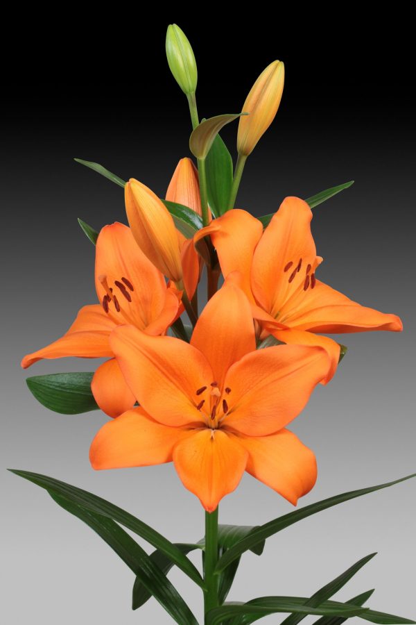 Strong orange flowering lily