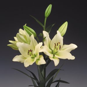 Special white/green lily flower