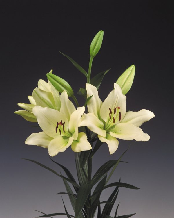 Special white/green lily flower