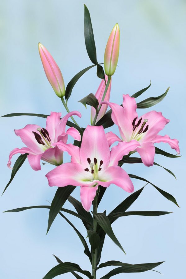 Beautiful pink lily