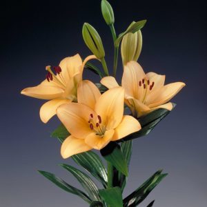 Beautiful yellow/orange lily