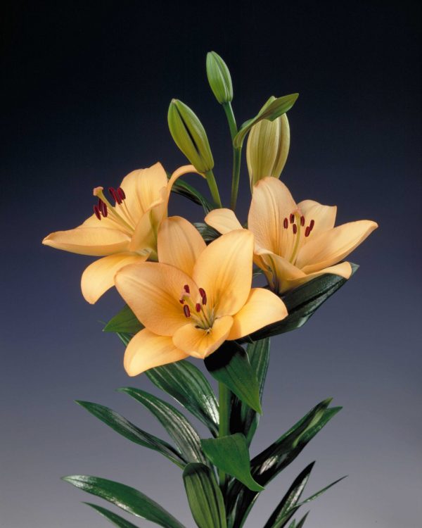 Beautiful yellow/orange lily