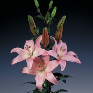 Beautiful pink lily