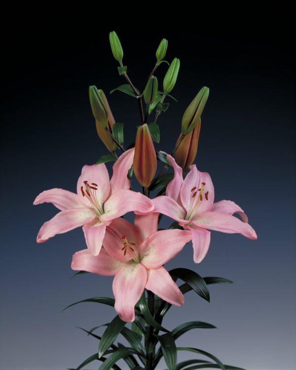 Beautiful pink lily