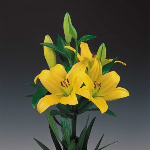Beautiful yellow lily