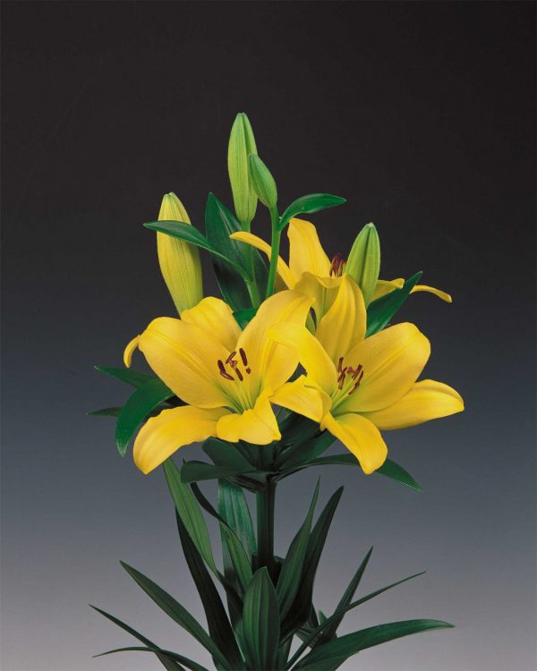 Beautiful yellow lily