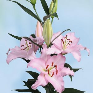 Beautiful light pink lily