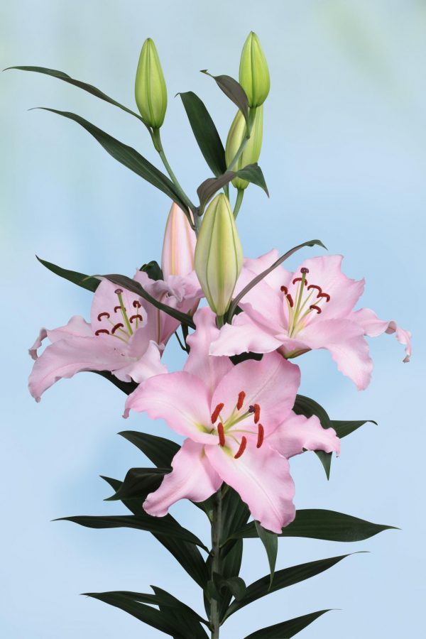 Beautiful light pink lily