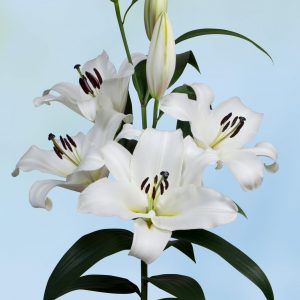 Beautiful white lily with lots of flowers