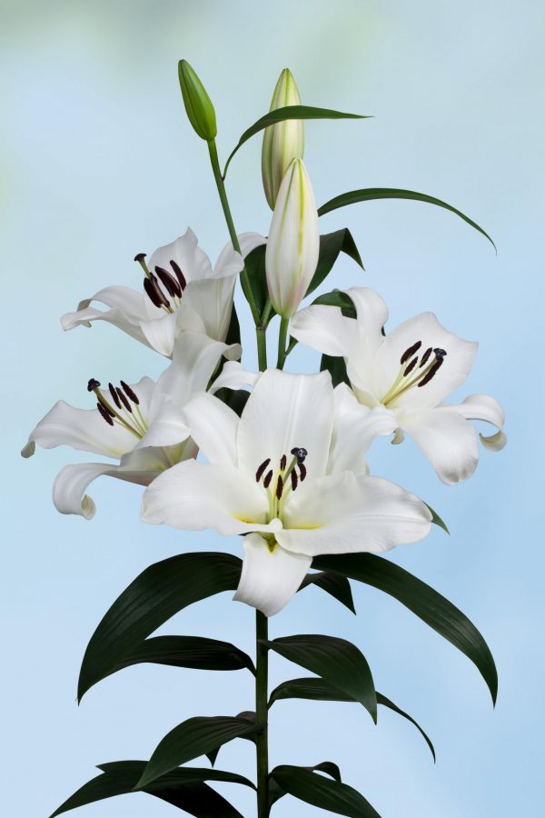 Beautiful white lily with lots of flowers