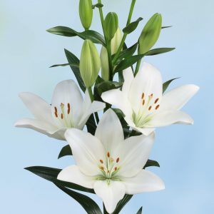 Strong white flowering lily