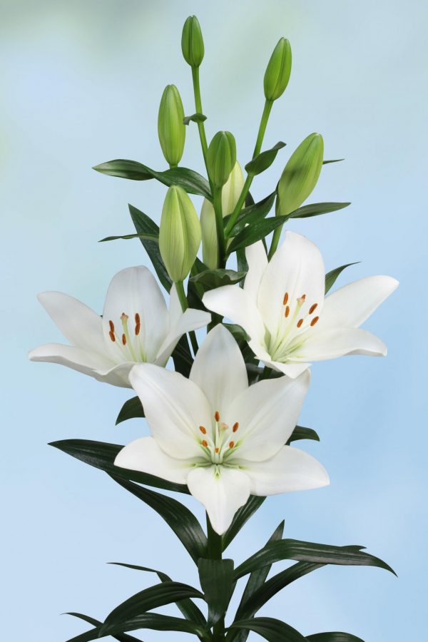Strong white flowering lily