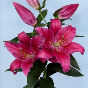 Big dark pink flowering lily