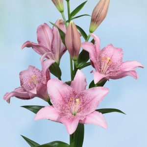 Beautiful airbrushed pink lily