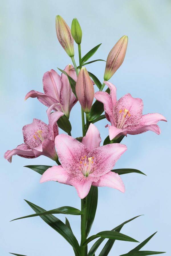 Beautiful airbrushed pink lily