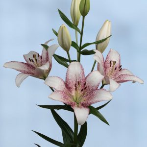 Beautiful airbrushed white/pink flowering lily