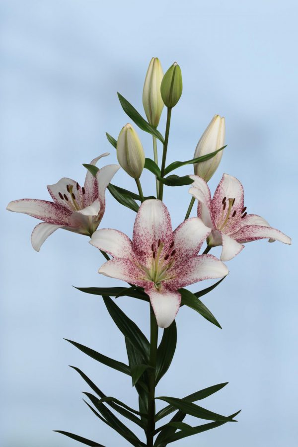 Beautiful airbrushed white/pink flowering lily