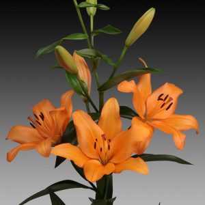 Orange flowering lily