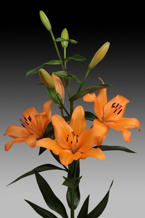 Orange flowering lily