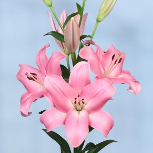 lily with big pink flowers