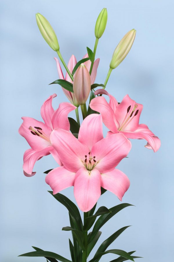 lily with big pink flowers