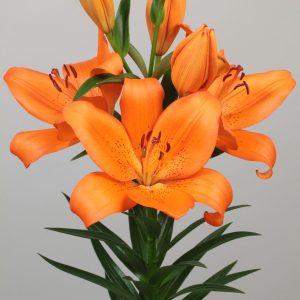 Beautiful orange flowering lily