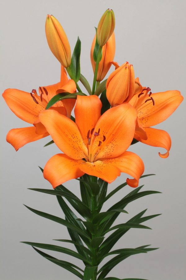 Beautiful orange flowering lily