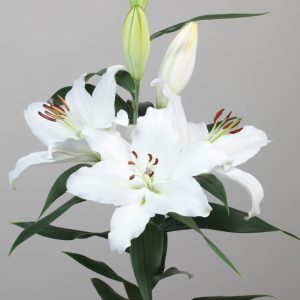 Beautiful white lily with big flowers