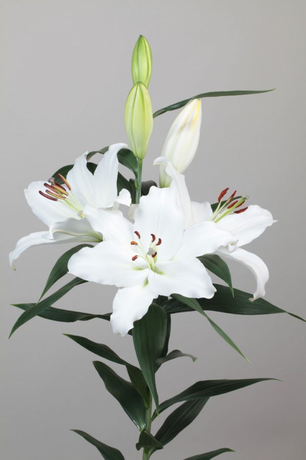 Beautiful white lily with big flowers
