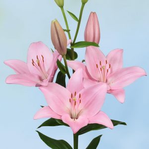 Beautiful pink lily in bloom